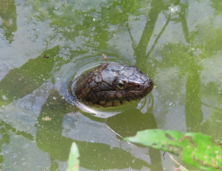 Northern Water Snake